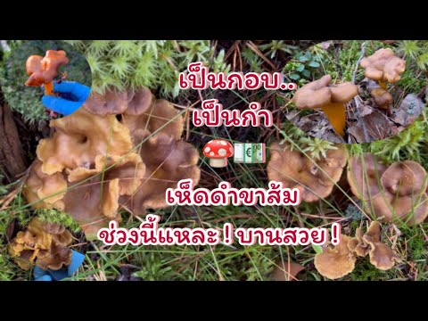 เก็บเห็ดฟินแลนด์ขายเห็ดสร้างร