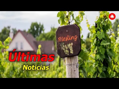 Riesling la diva más infravalorada