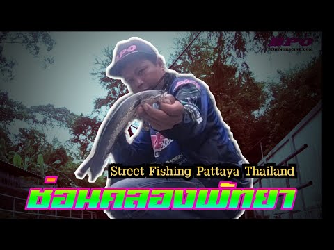 ตกปลาช่อนคลองในเมืองพัทยาไซส์แ ตกปลาช่อนคลองในเมืองพัทยาไซส์แ