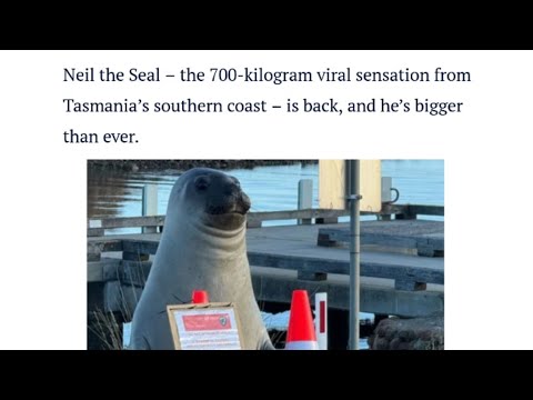 (Don't) love him to death: Tasmanian star Neil the Seal goes into witness protection • FRANCE 24
