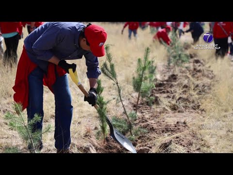 Más de seis mil árboles ha donado Ayuntamiento Capitalino con el programa Pulmones urbanos, un...