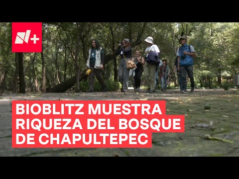 Registran 279 especies en el Bosque de Chapultepec - N+