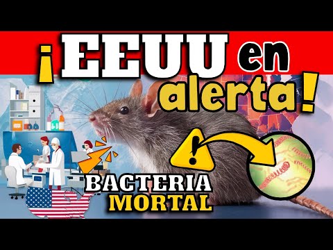 ALERTA  ? EEUU ALERTA AVANCE DE INFECCIÓN BACTERIANA ASOCIADA A RATAS !!!