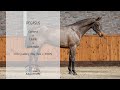 حصان القفز Talentvol springpaard met een geweldige techniek