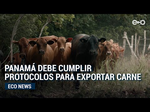 Panamá debe cumplir protocolos para exportar carne | Eco News