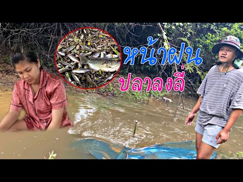 หน้าฝน-มายามลี่-ปลาเยอะมาก! หน้าฝน-มายามลี่-ปลาเยอะมาก!