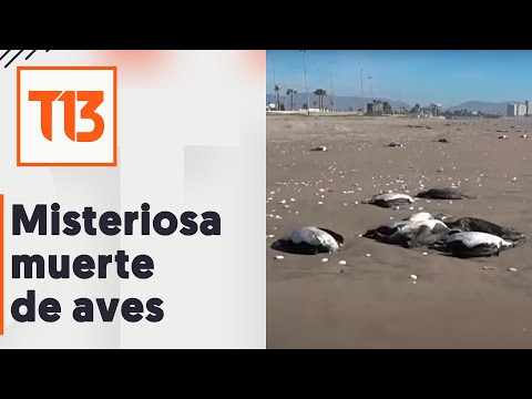 Investigan muerte de más de 200 aves en la Región de Coquimbo
