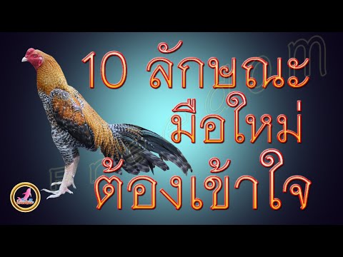 ลักษณะไก่เบื้องต้นที่ต้องรู้ไว