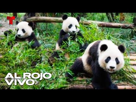 Zoológicos de Estados Unidos volverán a tener pandas traídos de China