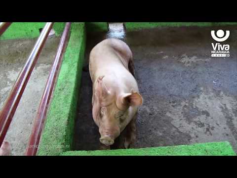INTA inaugura granja porcina en Estelí para mejorar el material genético