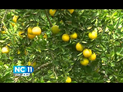 Naranjas se pudren en Nandayure por falta de ventas