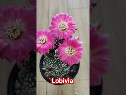 lobiviacactusโลบิเวีย