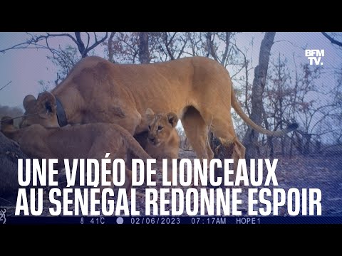 Au Sénégal, une vidéo de trois lionceaux redonne de l'espoir sur la préservation du lion d'Afrique