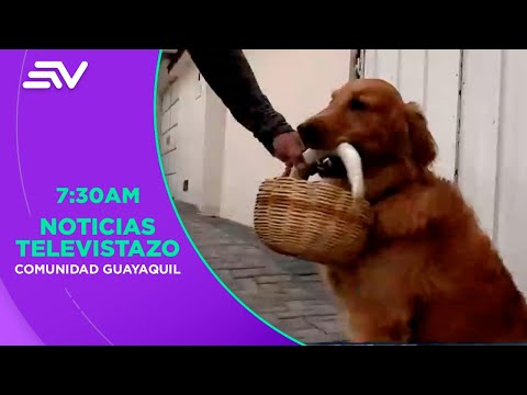 Zeus adiestra perros para mejorar comportamientos | Televistazo en la Comunidad