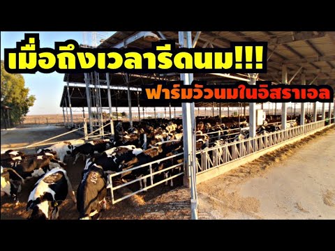 การทำงานฟาร์มวัวในประเทศอิสราเ การทำงานฟาร์มวัวในประเทศอิสราเ