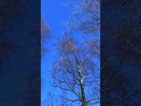 เกล็ดหิมะเกาะยอดไม้❄️🤩