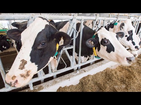 Crying over spilled milk: New study explores Canada's dairy dumping waste