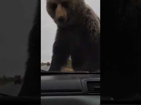Terrifying moment brown bear tries to break into broken down car