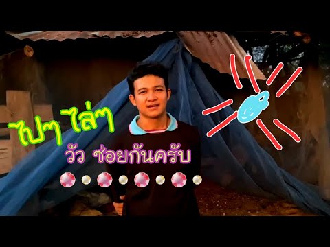 พาพี่น้องไปไล่งัวกันครับ🐄🐄 พาพี่น้องไปไล่งัวกันครับ🐄🐄