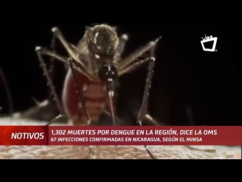 1,302 muertes por dengue en la región, dice la OMS