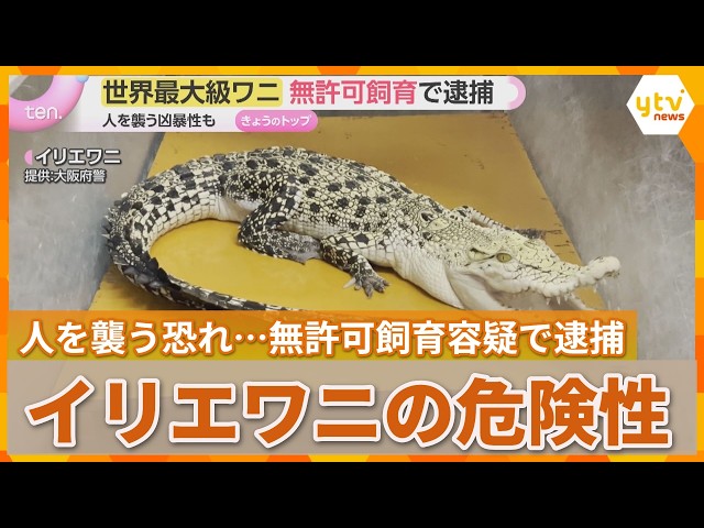 Image of Man-Eating Crocodile Kept Without Permit in Osaka