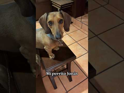 Mi perrito Jonás