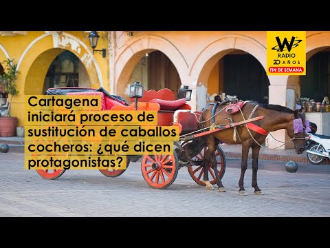 Cartagena iniciará proceso de sustitución de caballos cocheros: ¿qué dicen protagonistas?