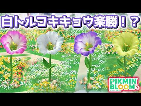 【ピクミンブルーム】トルコキキョウいっぱい咲かせてみた!【Pikmin Bloom】【피크민블룸】