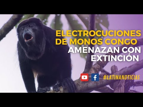 Las electrocuciones de monos Congo AMENAZAN CON EXTINGUIR LA ESPECIE #LatinaNoticias