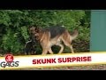 Just for laughs - Dog Fetches Back Smelly Surprise