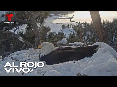 Imágenes del nido de un águila calva en las montañas de California | Al Rojo Vivo |