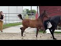 Dressage horse Fürst Jazz hengstenveulen te koop