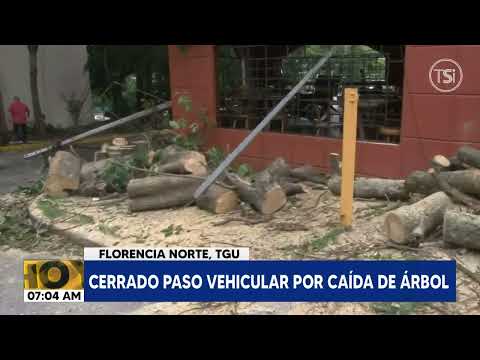 Cerrado paso vehicular por caída de árbol en Florencia Norte, Tegucigalpa