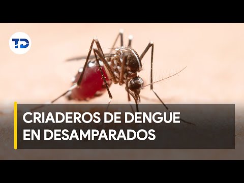 Niña de 7 años se recupera tras estar internada por dengue