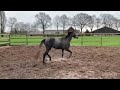 Springpaard 3 jarige schimmel merrie