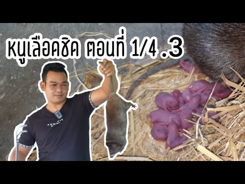 หนูเลือดชิด-เดอะซีรี่ย์-ตอนที่ หนูเลือดชิด-เดอะซีรี่ย์-ตอนที่