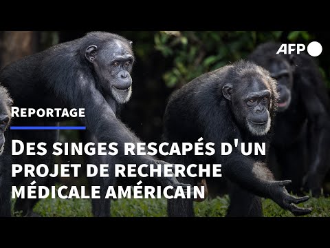 Des singes de laboratoire traumatisés et confinés à vie au Liberia | AFP