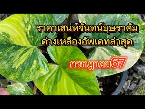 ราคาเสน่ห์จันทน์บุษราคัมด่างเห