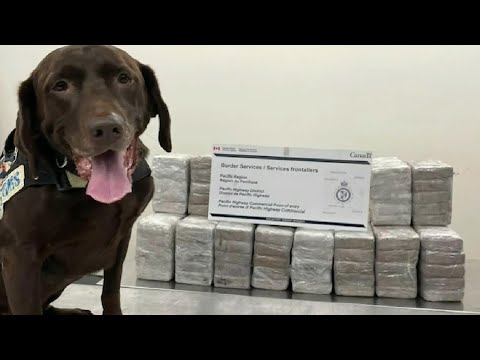 246 kg of cocaine seized at border in B.C. thanks to drug-sniffing dog