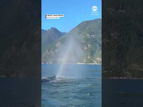 Rainbow emerges after whale spouts near Canadian coast