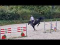 Show jumping horse 9 jarige dappere ruin Z springen