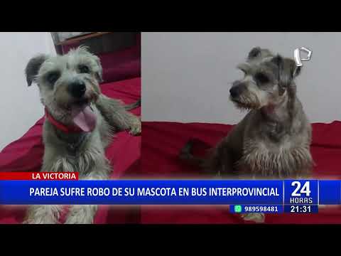 La Victoria: pareja denuncia robo de su mascota en bus interprovincial