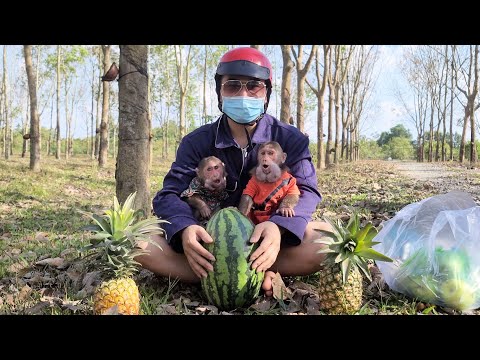Two happy baby monkeys run to meet Dad after 5 months apart
