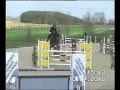 Show jumping horse 3 jarig spring talent