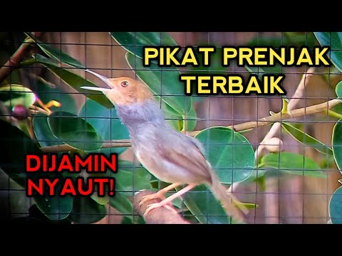 Pikat PRENJAK KEPALA MERAH suara terbaik, paling ampuh bikin prenjak gacor bosku