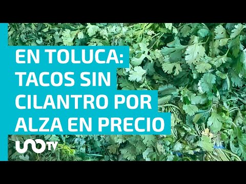 ¡Con los tacos no! Taquerías de Toluca afectadas por aumento en precio del cilantro