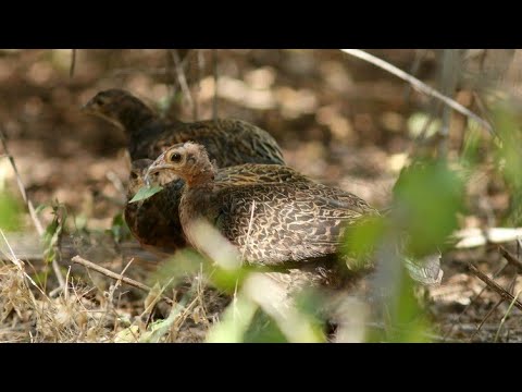 Suara betina paling rame part 19 untuk berburu ayam hutan jago