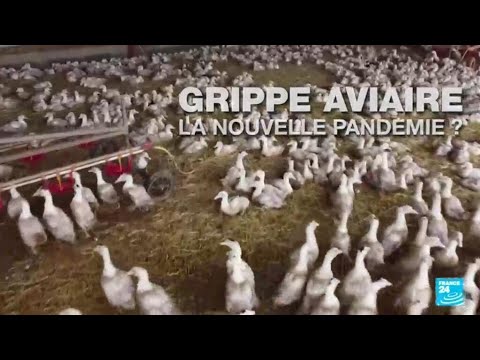 La grippe aviaire, nouvelle pandémie humaine ? • FRANCE 24