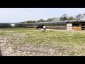 Dressuurpaard Stoere 3-jarige dressuurmerrie