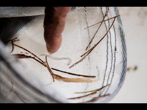 Angula, la pesca millonaria de República Dominicana